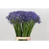 Agapanthus Swedish Blue
