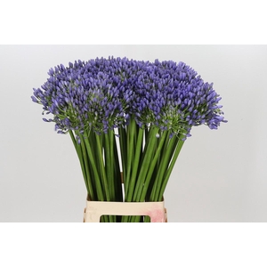 Agapanthus Swedish Blue