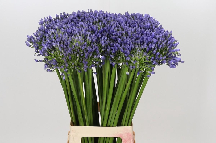 <h4>Agapanthus Swedish Blue</h4>