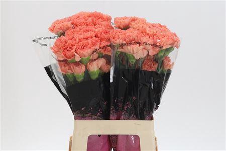 <h4>Di St Megan</h4>