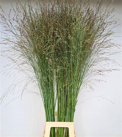 <h4>Siergras Panicum Vi Thundercloud</h4>