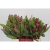 Protea Robijn