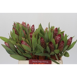 Protea Robijn