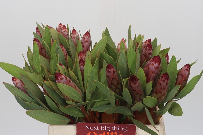 <h4>Protea Robijn</h4>