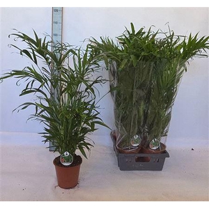 Dypsis Lutescens