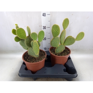 Opuntia microdasys var. pallida