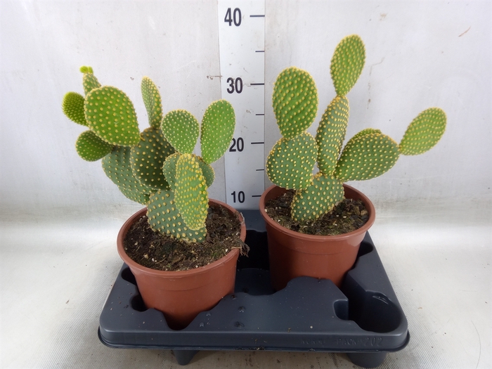 <h4>Opuntia microdasys var. pallida</h4>