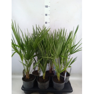 Chamaerops humilis
