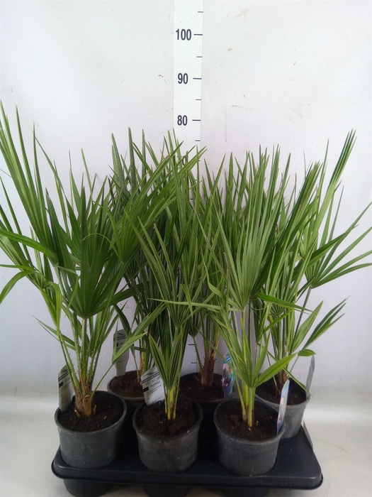 <h4>Chamaerops humilis</h4>