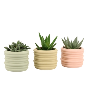 7502517: Solutionss Contradiction Succulenten