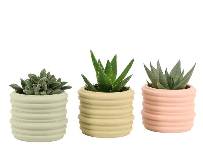 <h4>7502517: Solutionss Contradiction Succulenten</h4>