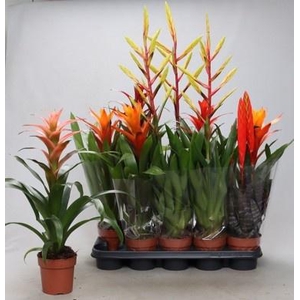 BROMELIA GEM