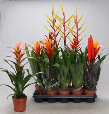 <h4>BROMELIA GEM</h4>