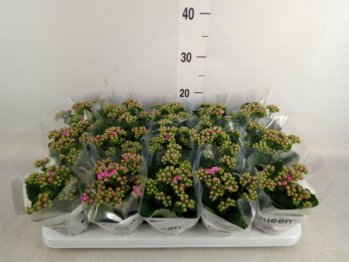 <h4>Kalanchoe  'MoreFlow Augusta'</h4>