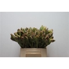 Leucad Discolor Green
