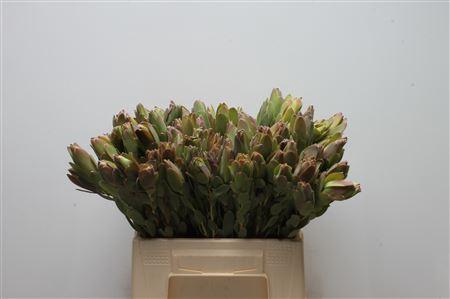 Leucad Discolor Green