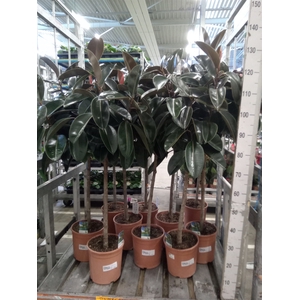 Ficus   ...