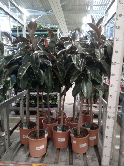 <h4>Ficus   ...</h4>