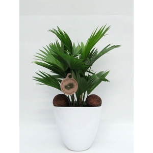 Livistona rotundifolia in avani pot