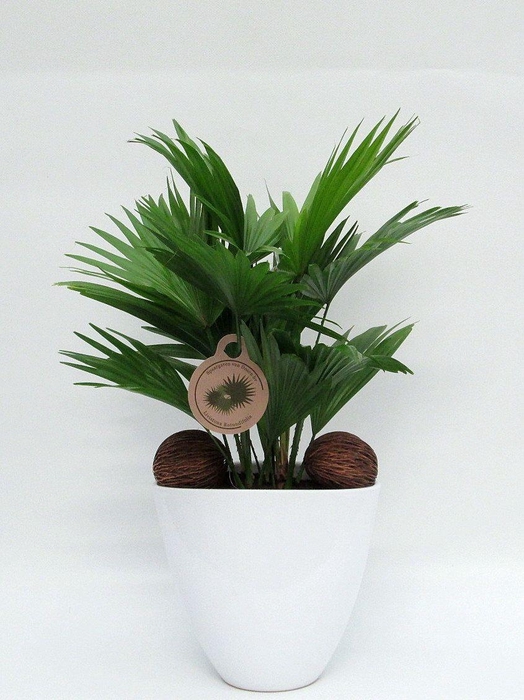 <h4>Livistona rotundifolia in avani pot</h4>
