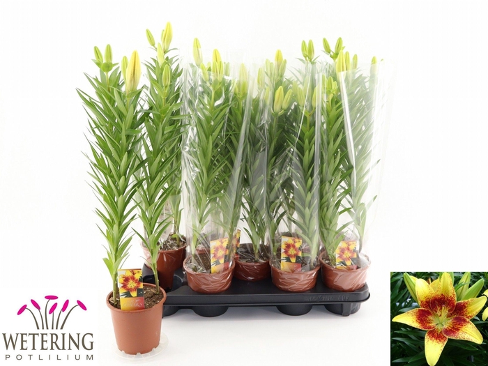 <h4>LIL AS TINY NUGGET</h4>