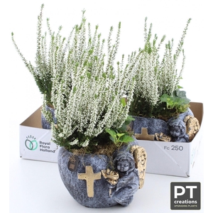 ARR TUINPLANTEN