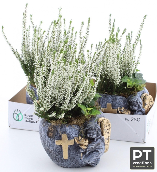 <h4>ARR TUINPLANTEN</h4>