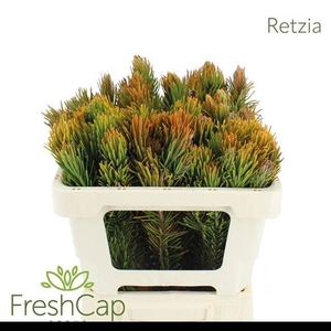 RETZIA CAPENSIS