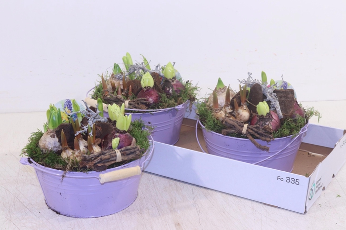 <h4>ARR BOL KNOLGEWAS</h4>