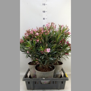 Nerium oleander   ...