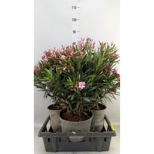 Nerium oleander   ...