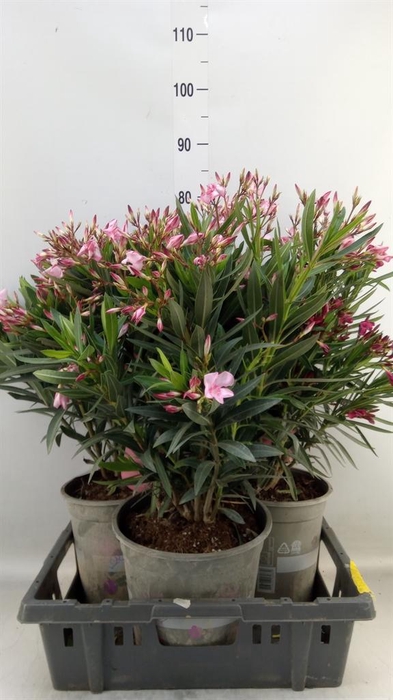 <h4>Nerium oleander   ...</h4>