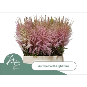 ASTIL AR EART L PINK