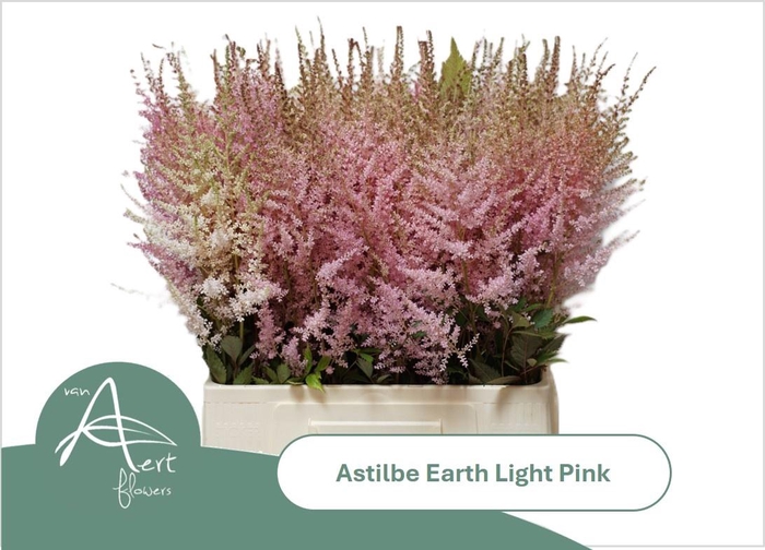 <h4>ASTIL AR EART L PINK</h4>