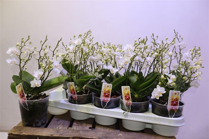 <h4>Phal Mf Wild Punch</h4>