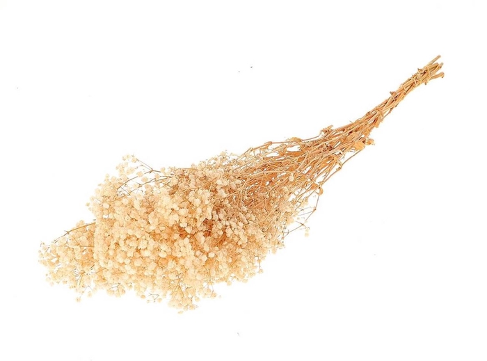 Pres Gyps Bleached Bunch Slv 100gr