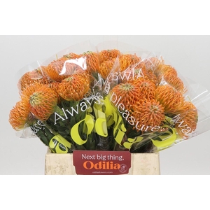 Nutans Ayoba Peach