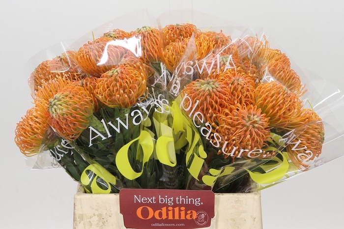 <h4>Nutans Ayoba Peach</h4>