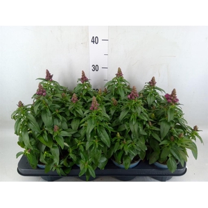 Antirrhinum majus   ...