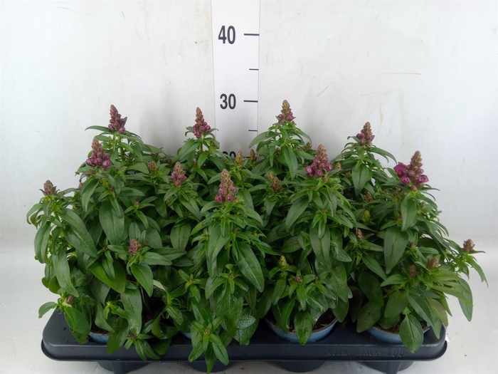 <h4>Antirrhinum majus   ...</h4>