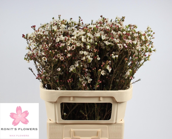 <h4>CHAME MOONL DELIGHT</h4>