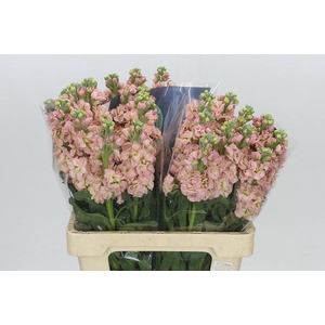 Matthiola Iron Apricot