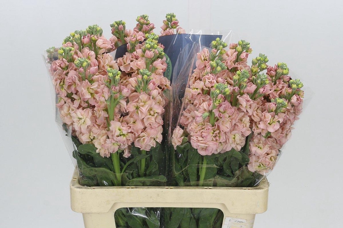 <h4>Matthiola Iron Apricot</h4>