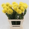 Leucospermum High Gold
