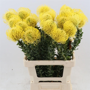 Leucospermum High Gold