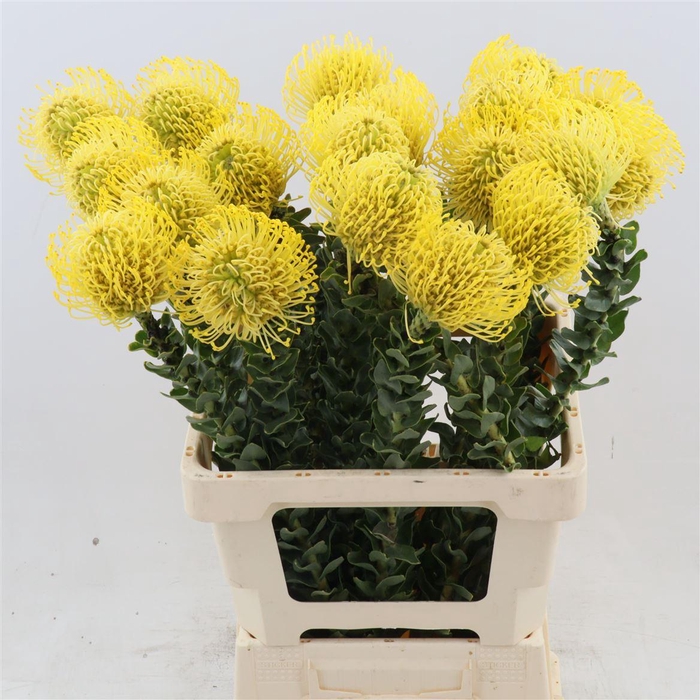 <h4>Leucospermum High Gold</h4>