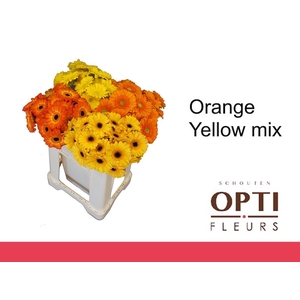 Germini Mix Orange - Yellow Water