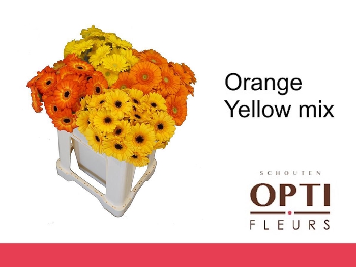 <h4>Germini Mix Orange - Yellow Water</h4>