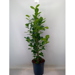 Ficus microcarpa 'Moclame'