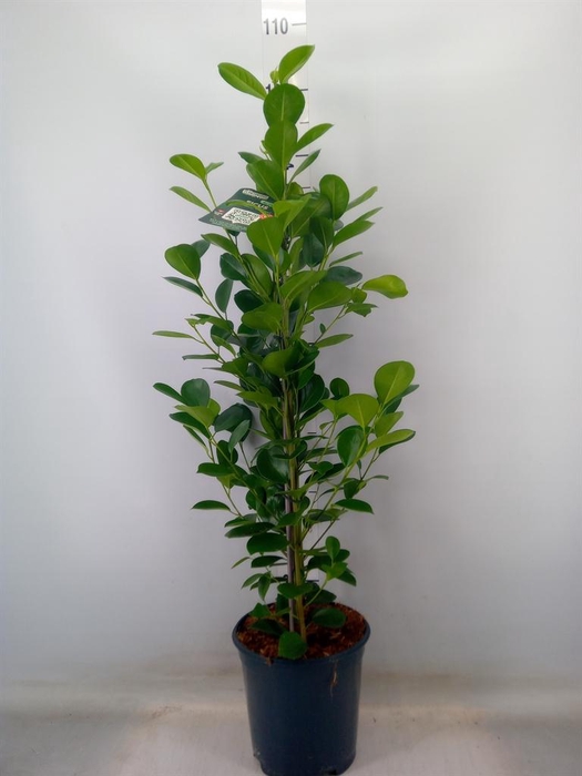 <h4>Ficus microcarpa 'Moclame'</h4>